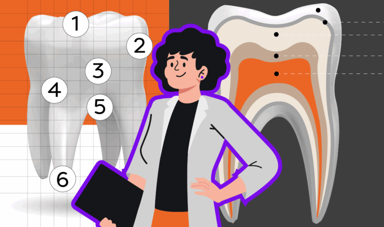 Ilustração da anatomia dental com marcações das estruturas dentárias.
